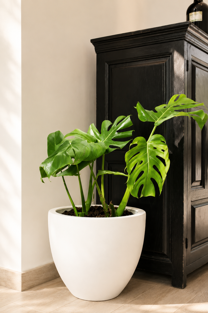 Mariana XL (Monstera Deliciosa)