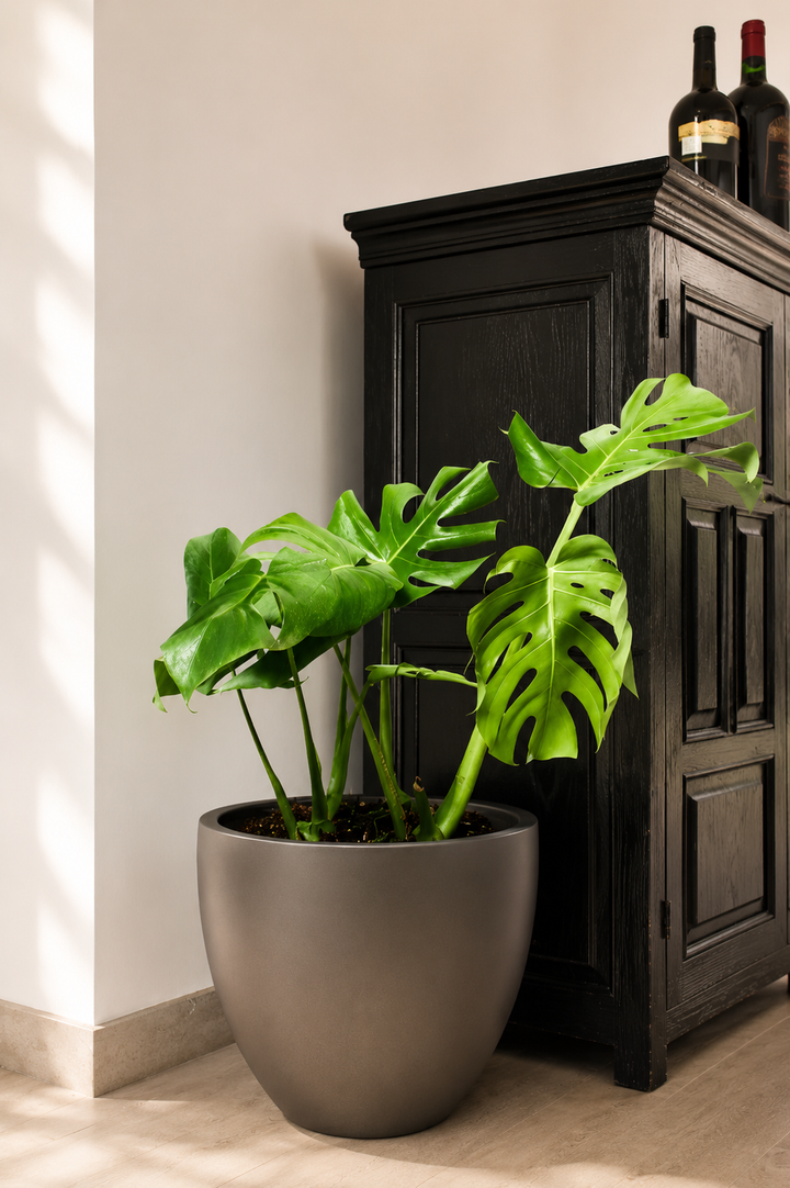 Mariana XL (Monstera Deliciosa)
