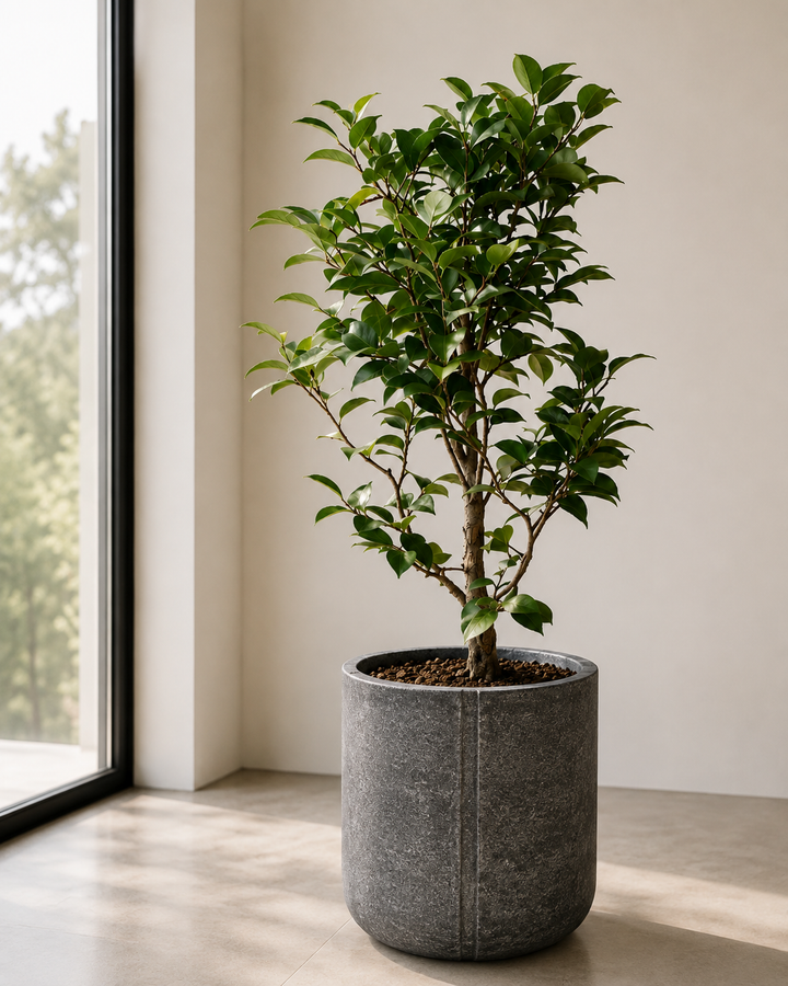 Ko Samui XXL 43x43 (Macetero Fibra de Arcilla)