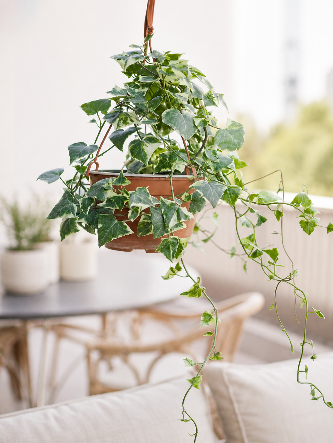 Hiedra Colgante Variegada