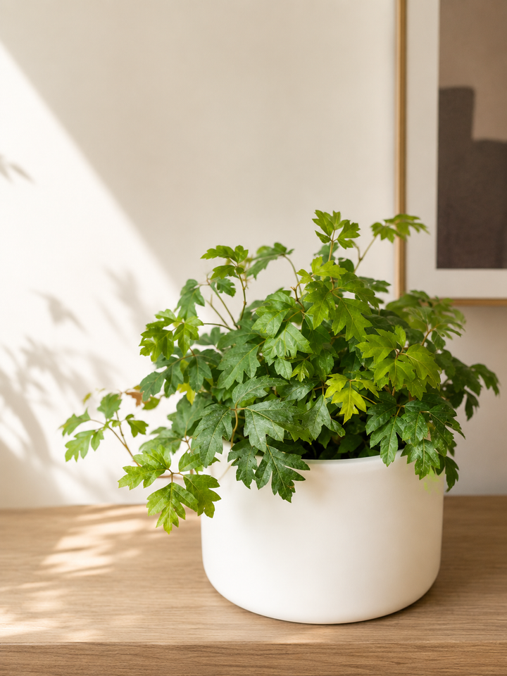 Cissus
