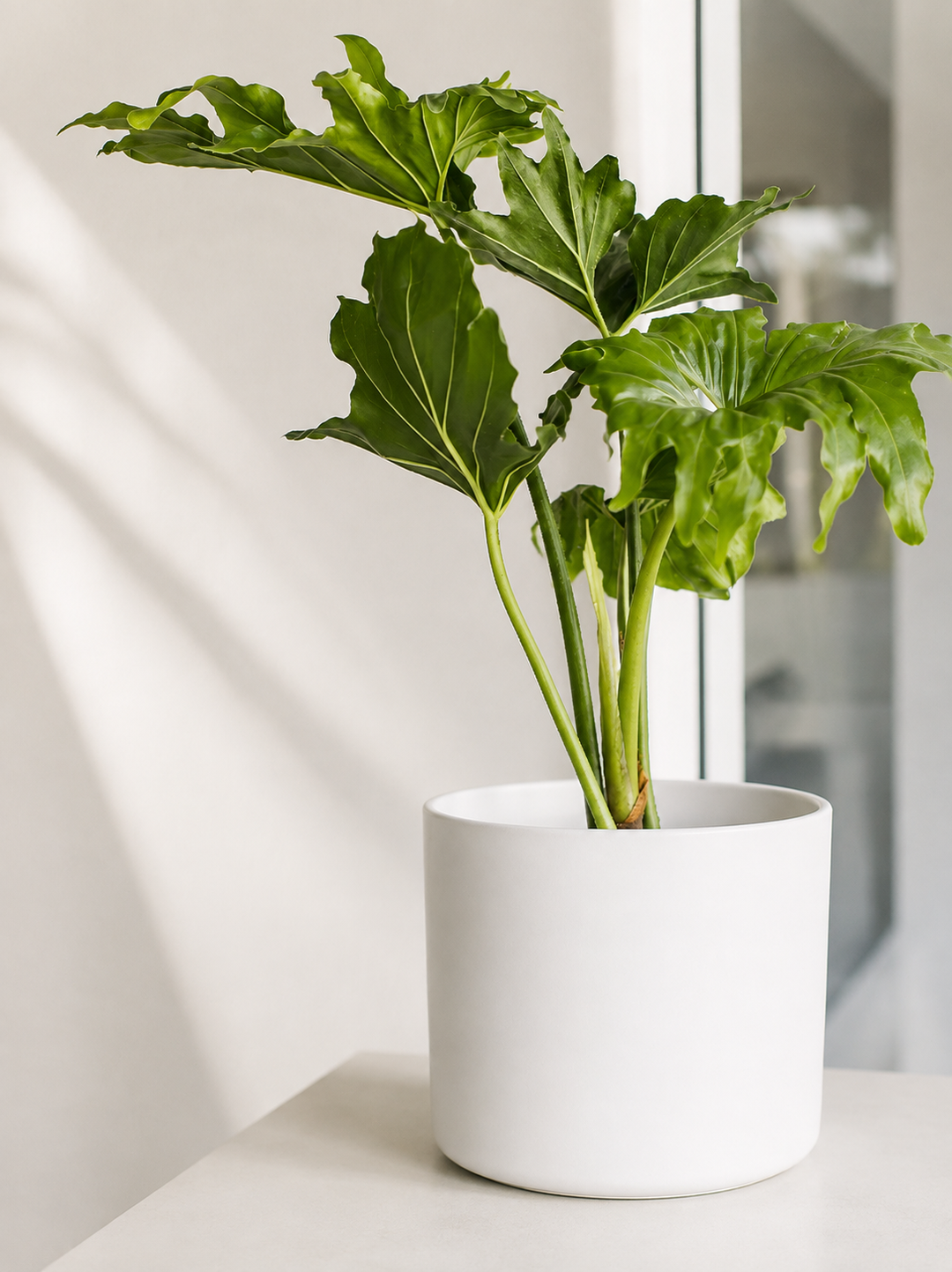 Danés L Blanco (Porta Macetero de Ceramica)