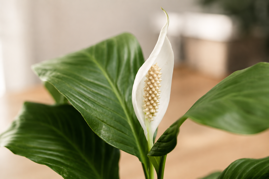 Spike L (Spathyphillum)