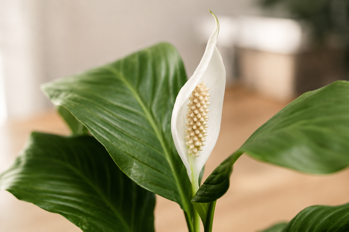 Spike L (Spathyphillum)