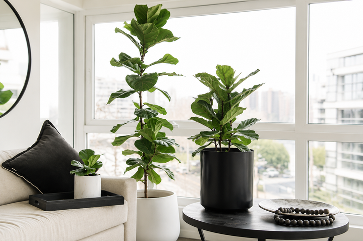 Fidel XXL (Ficus Lyrata)