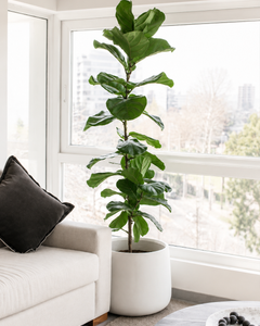 Fidel XXL (Ficus Lyrata)