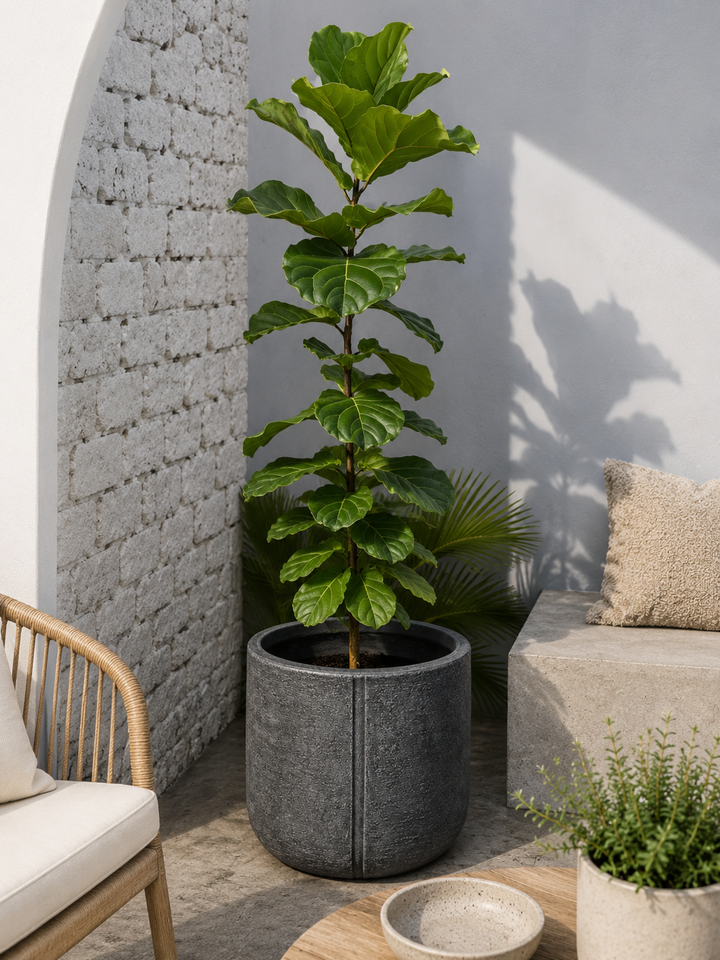 Fidel XXL (Ficus Lyrata)