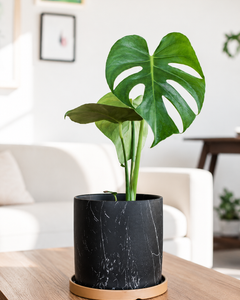 Baby Mariana (Monstera Deliciosa)