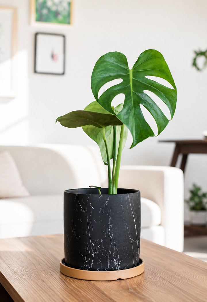 Baby Mariana (Monstera Deliciosa)