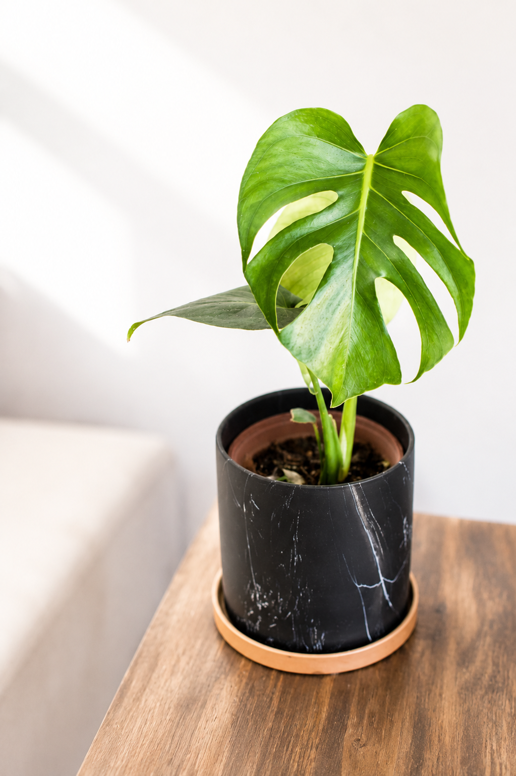 Baby Mariana (Monstera Deliciosa)