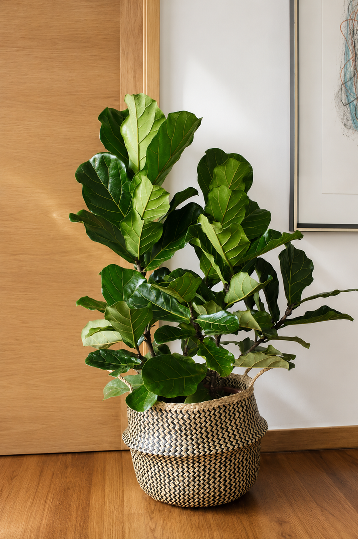 Fidel XXL (Ficus Lyrata)