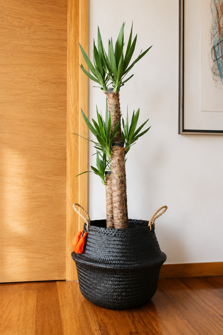Yolanda Trio XL (Yucca)
