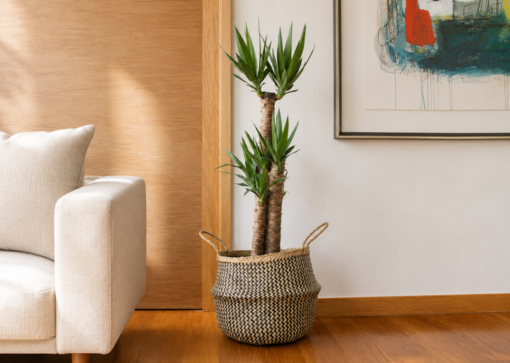Yolanda Trio XL (Yucca)