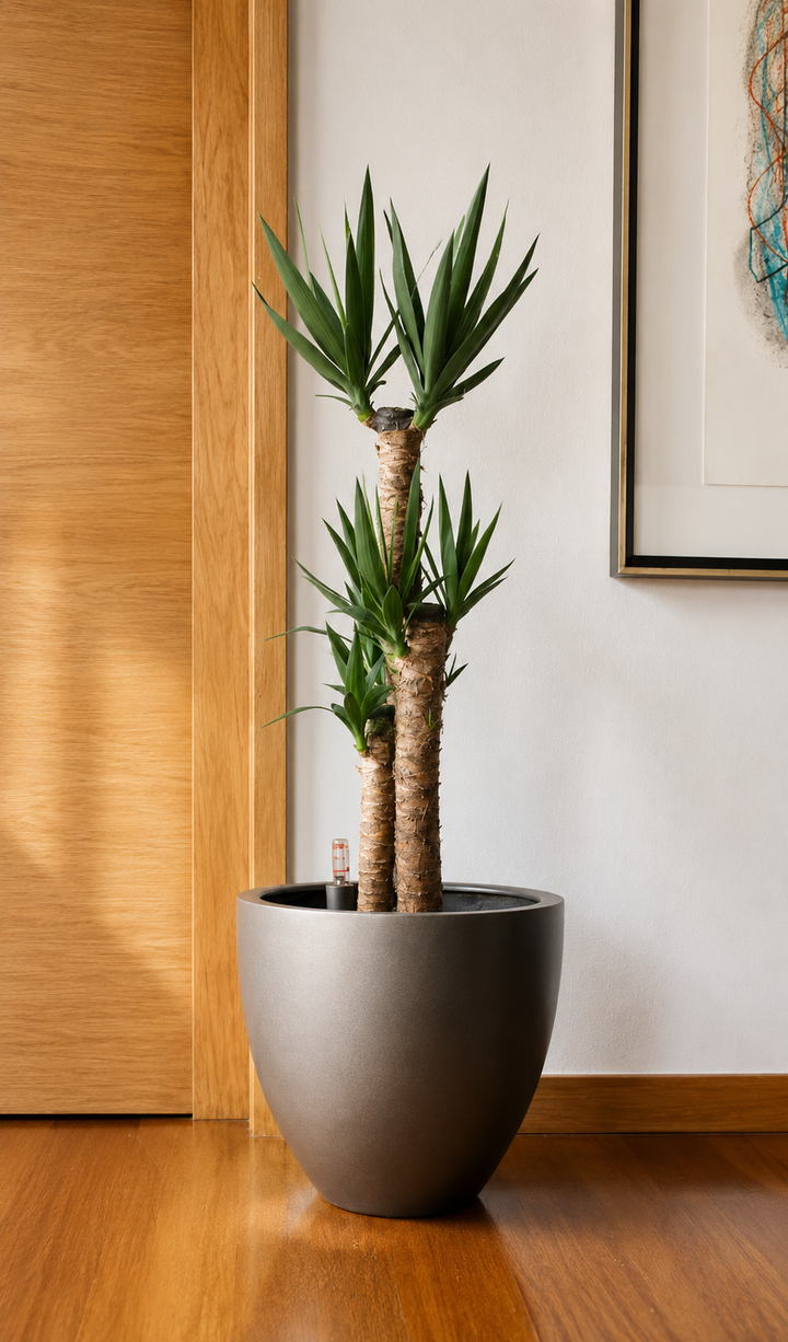 Yolanda Trio XL (Yucca)