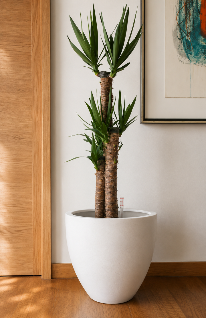 Yolanda Trio XL (Yucca)