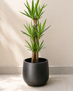 Yolanda Trio XL (Yucca)