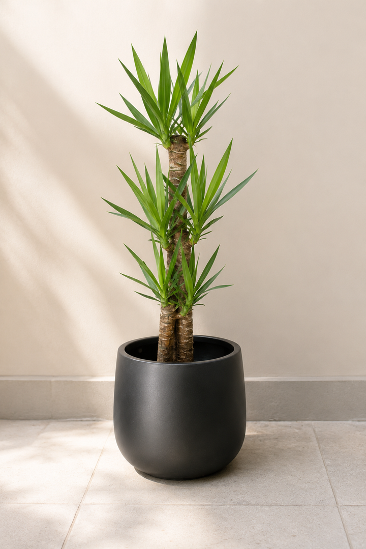Yolanda Trio XL (Yucca)