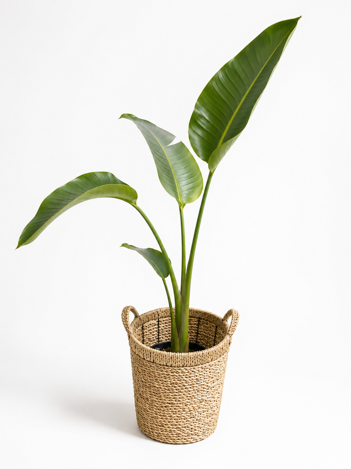 Nicolas L (Strelitzia Nicolai)