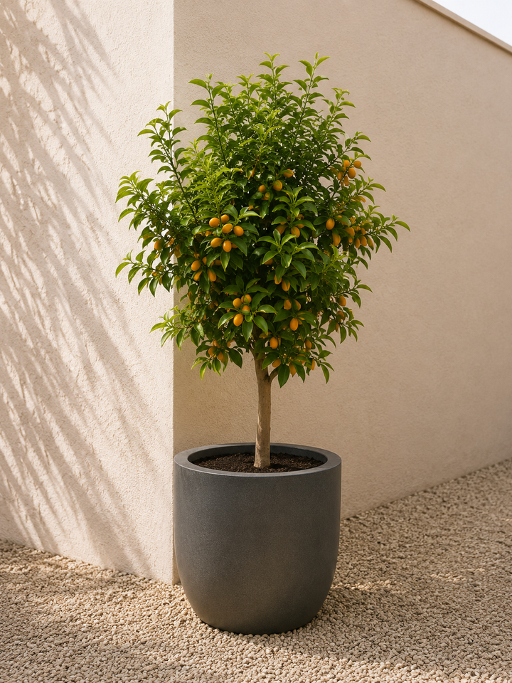 Karin XXXL (Kumquat)