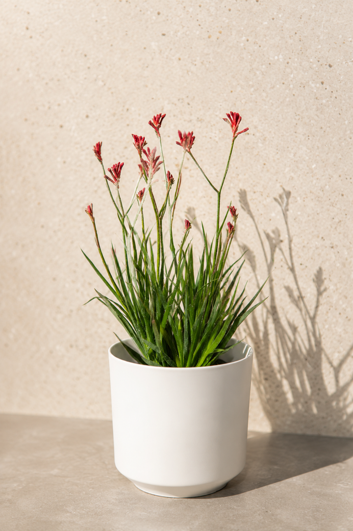 Anigozanthos