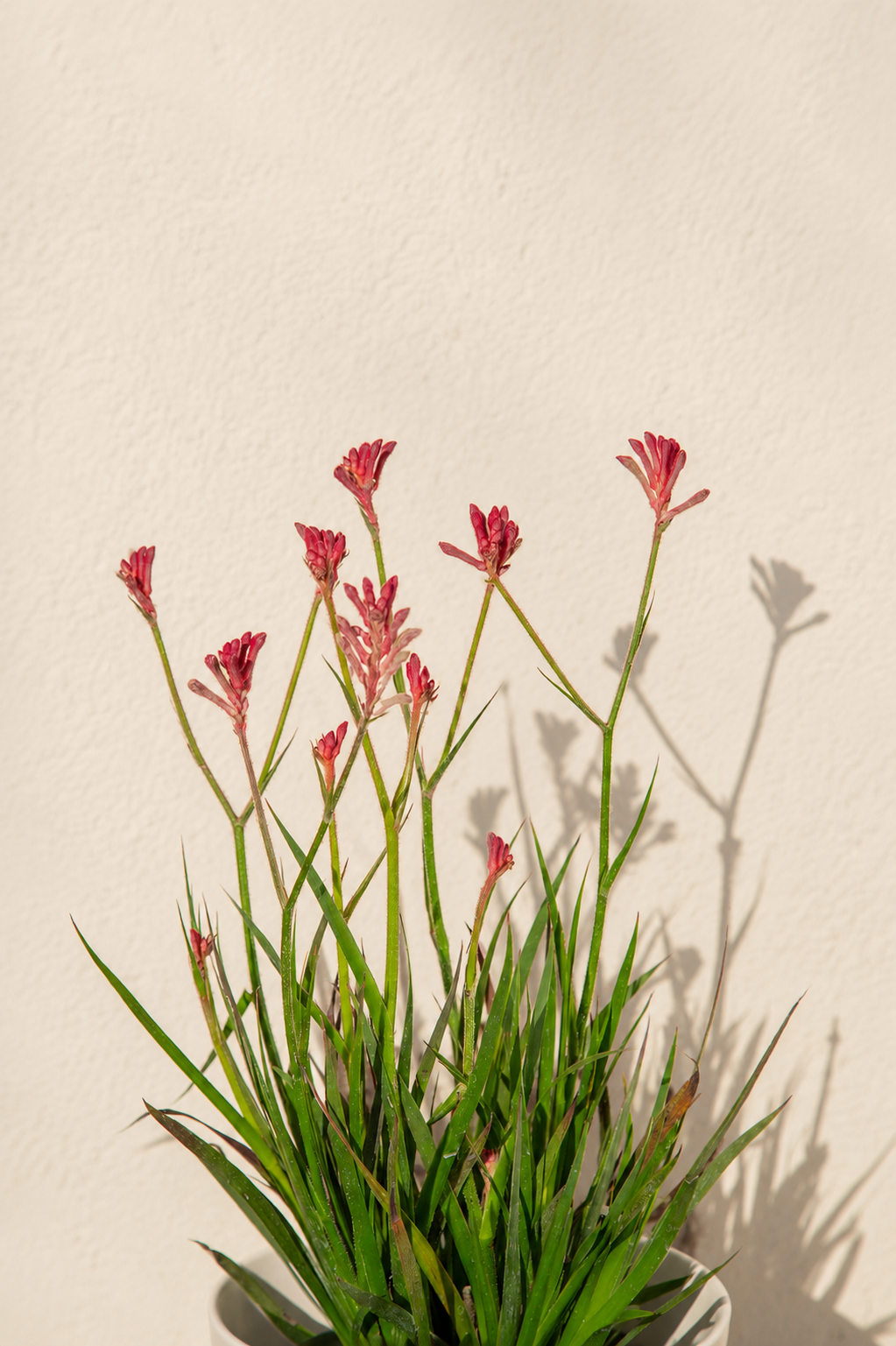 Anigozanthos