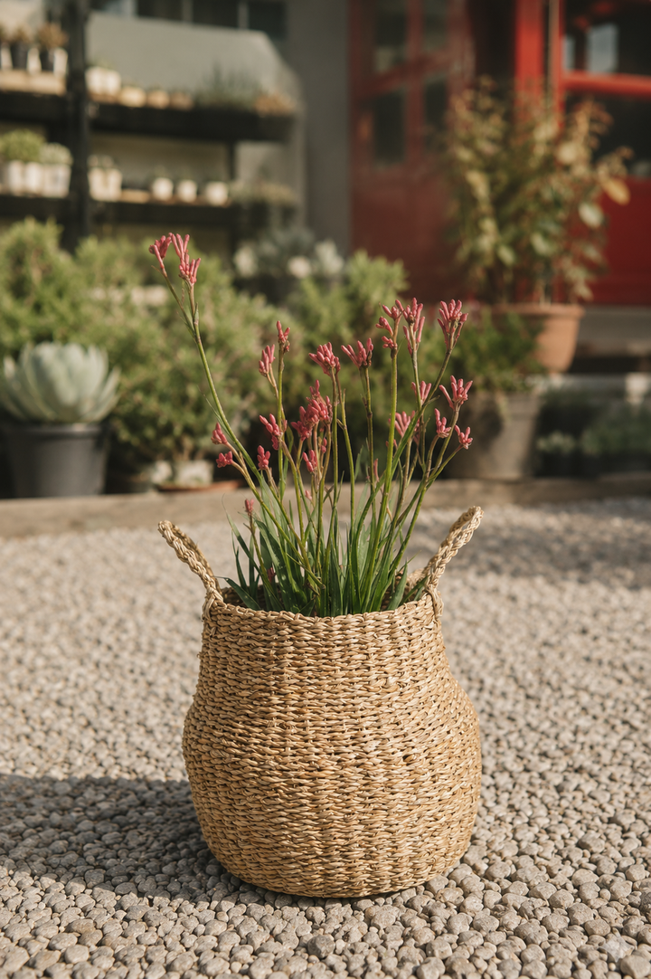 Anigozanthos