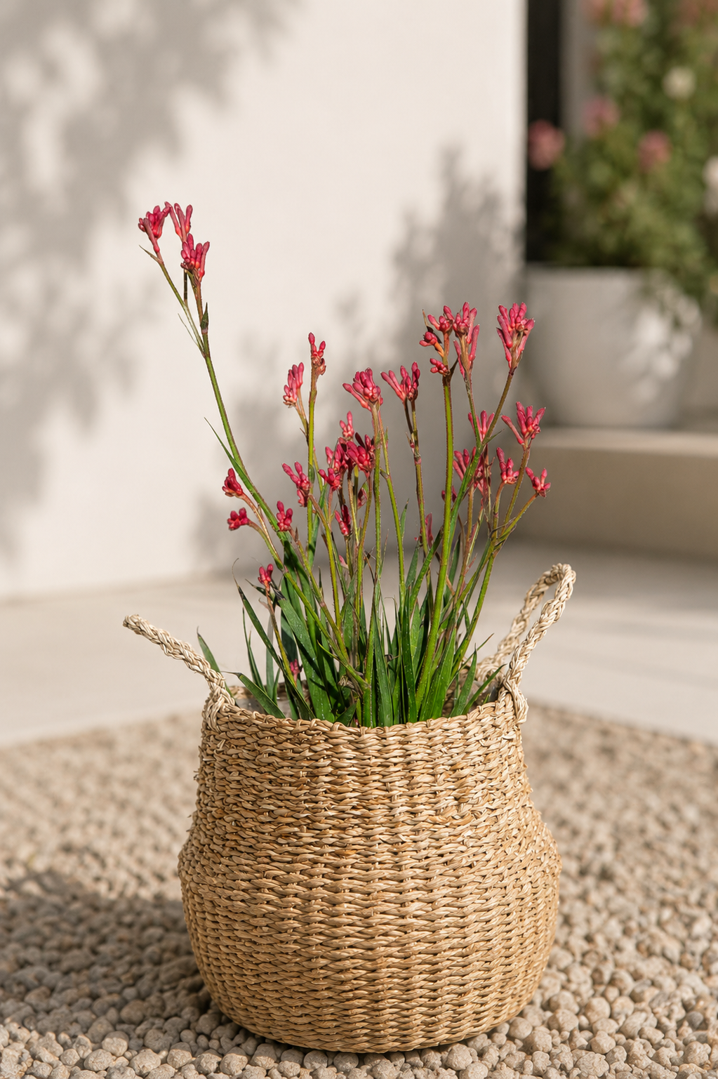 Anigozanthos