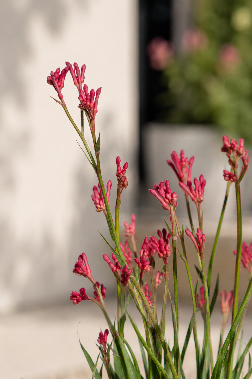 Anigozanthos