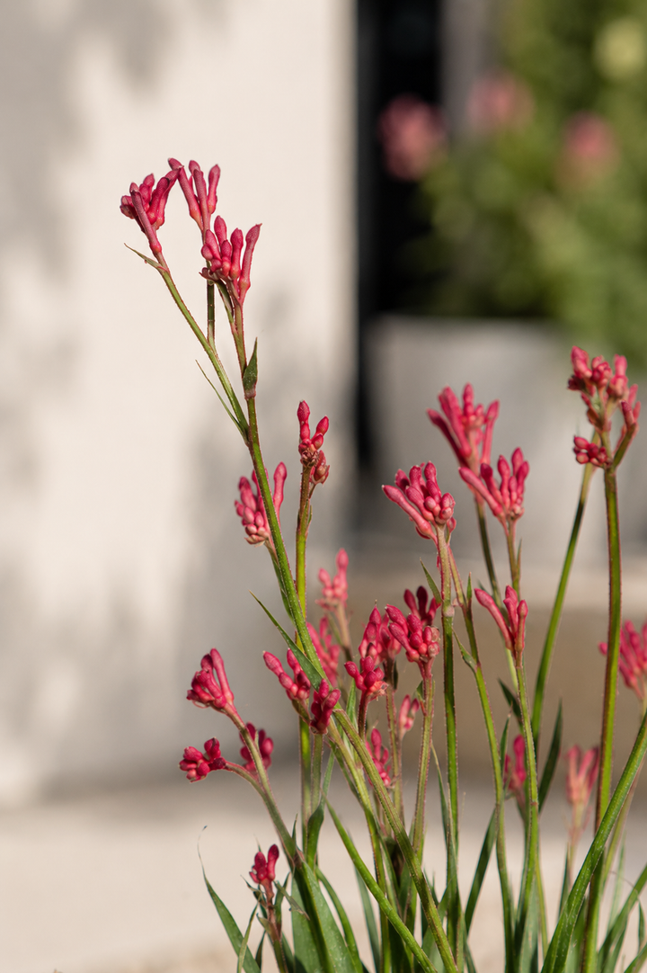 Anigozanthos