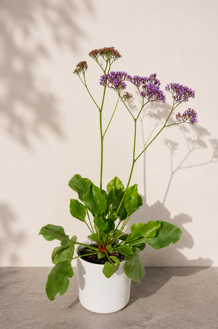 Limonium perezii
