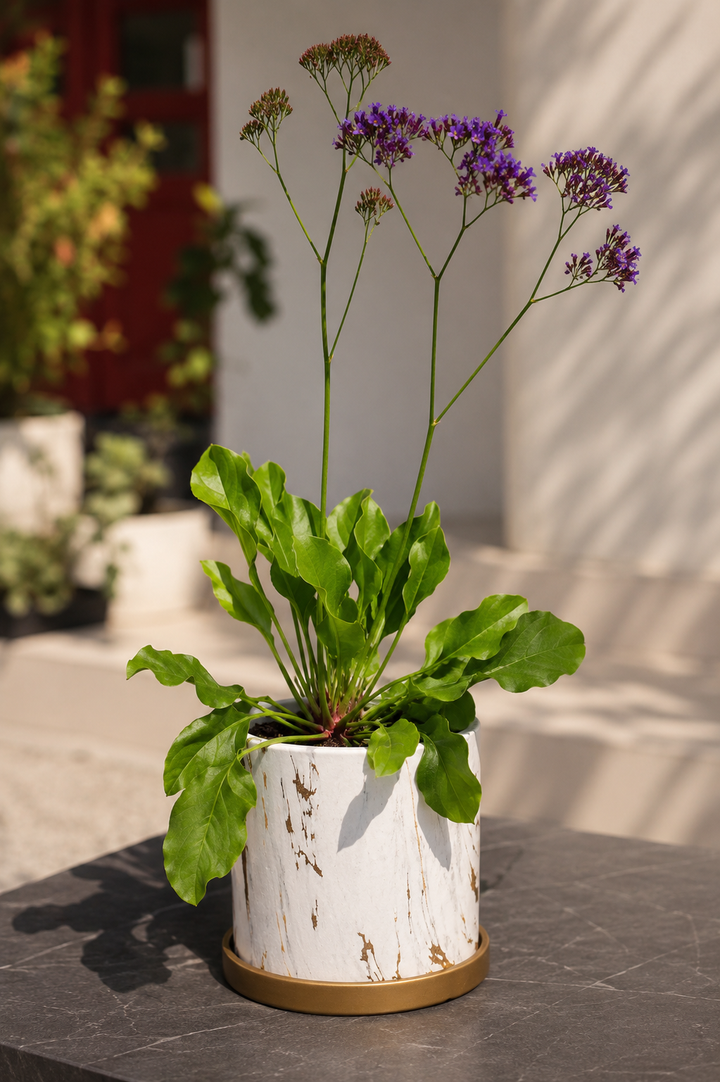 Limonium perezii