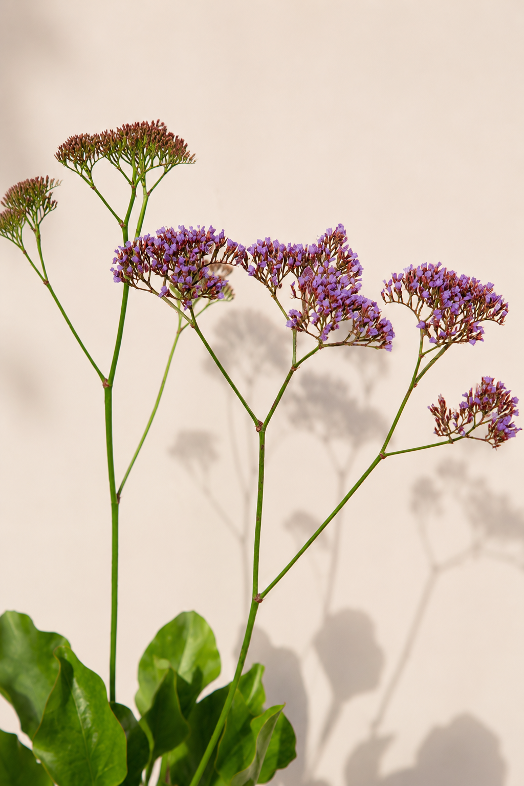 Limonium perezii