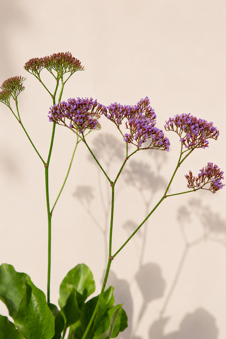 Limonium perezii