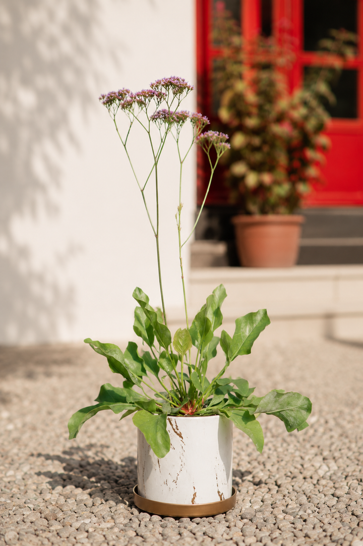 Limonium perezii