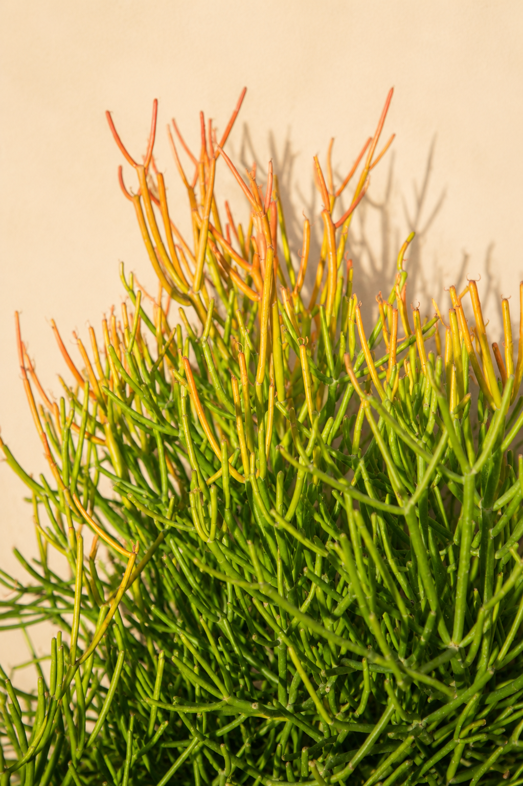 Euphorbia tirucalli XXXL