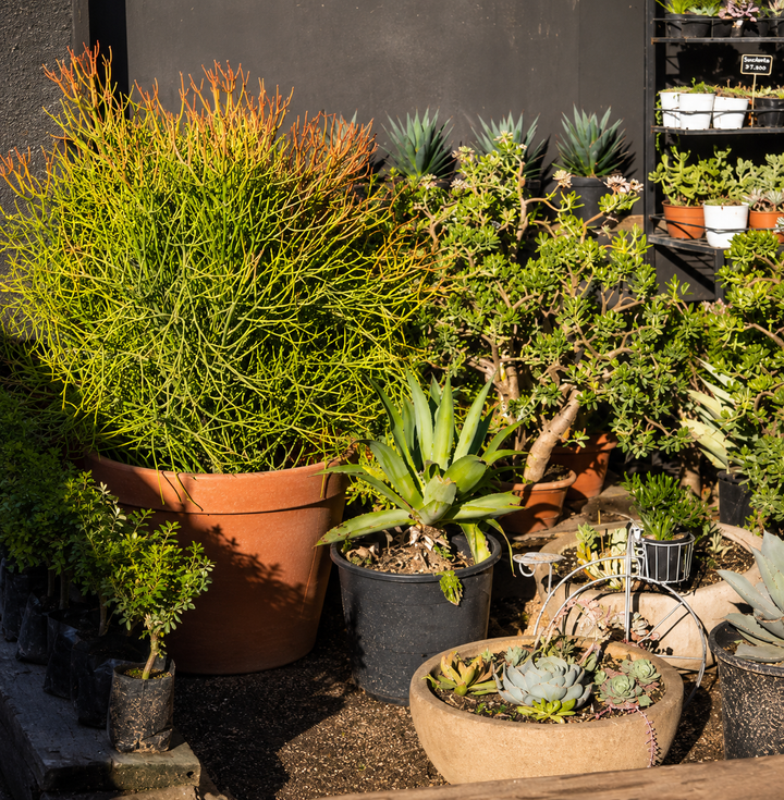 Euphorbia tirucalli XXXL