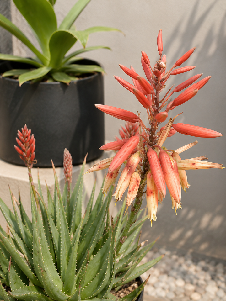 Aloe Safari Rose