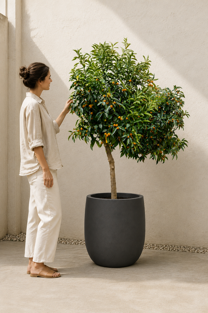Karin XXXL (Kumquat)