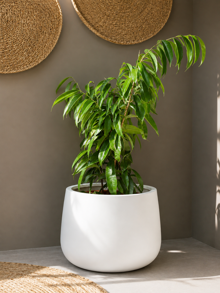 Muhammad L (Ficus Alii)
