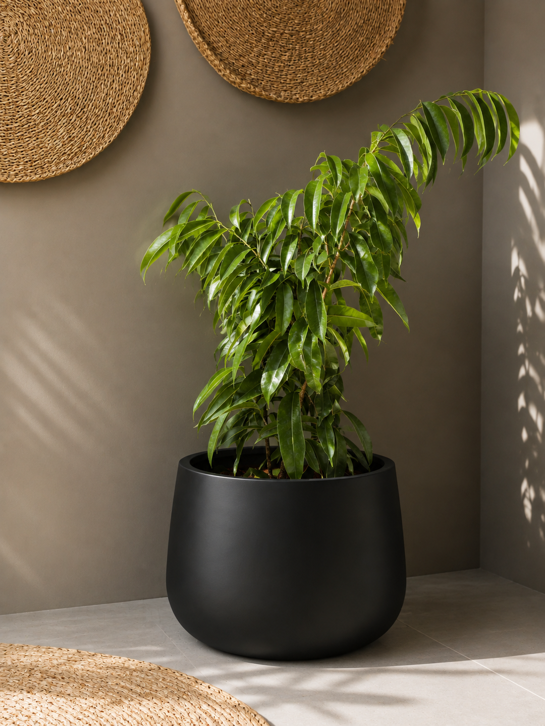 Muhammad L (Ficus Alii)