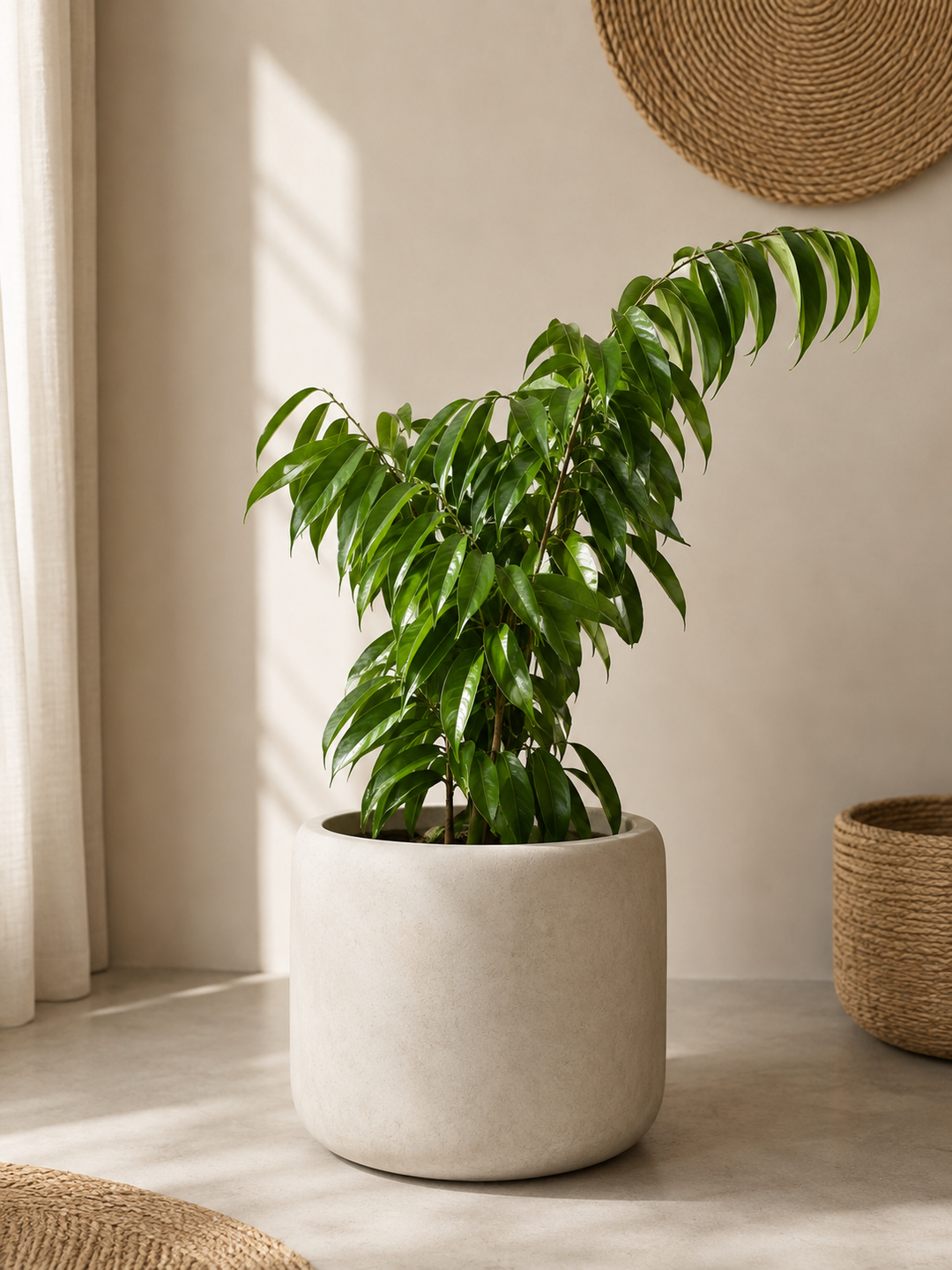 Muhammad L (Ficus Alii)