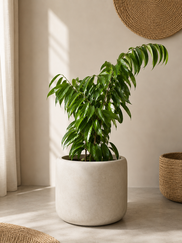 Muhammad L (Ficus Alii)