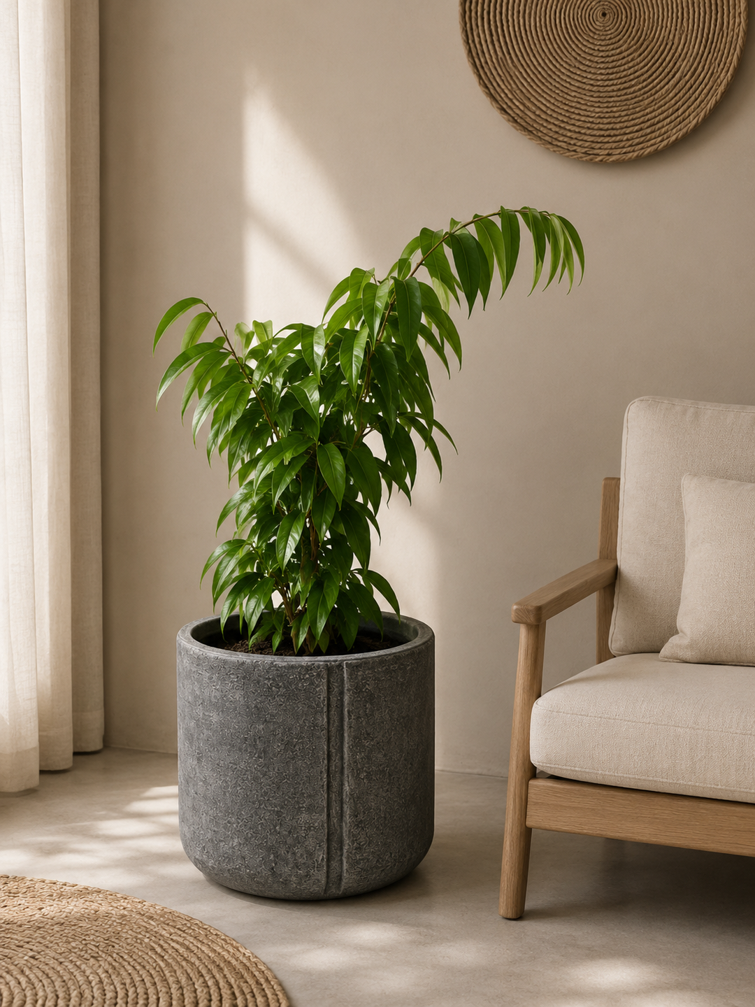 Muhammad L (Ficus Alii)