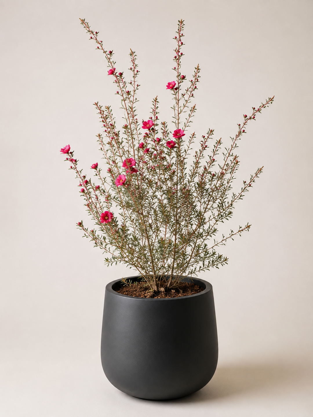 Leptospermum L