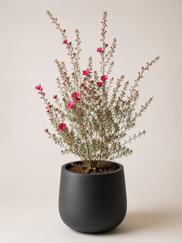 Leptospermum L
