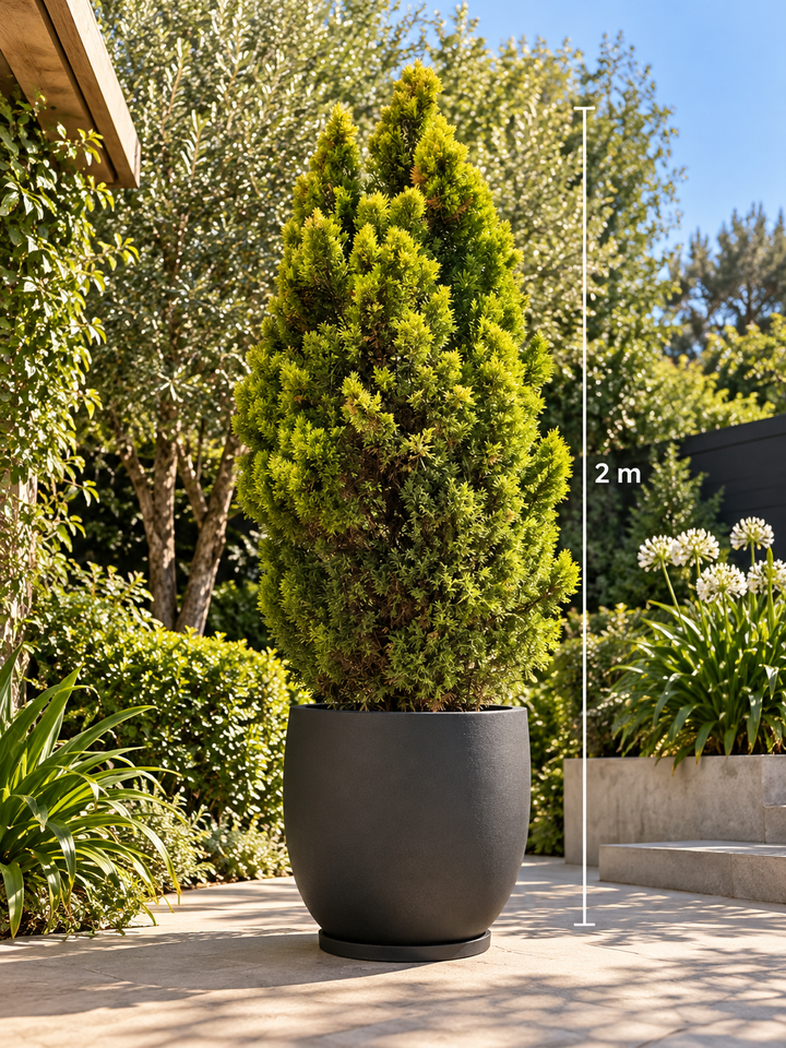 Cedro Limón (Ciprés Ornamental de 2 m)