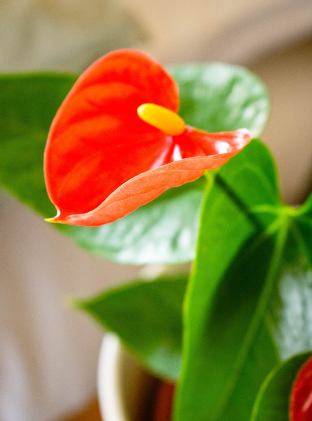 planta anthurium precio Antonella M (Anturio Rojo) | Planta a Domicilio