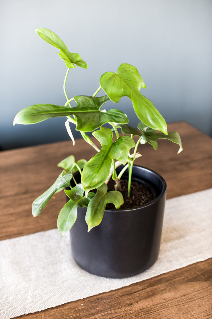 Pancho L (Philodendron Bipennifolium)