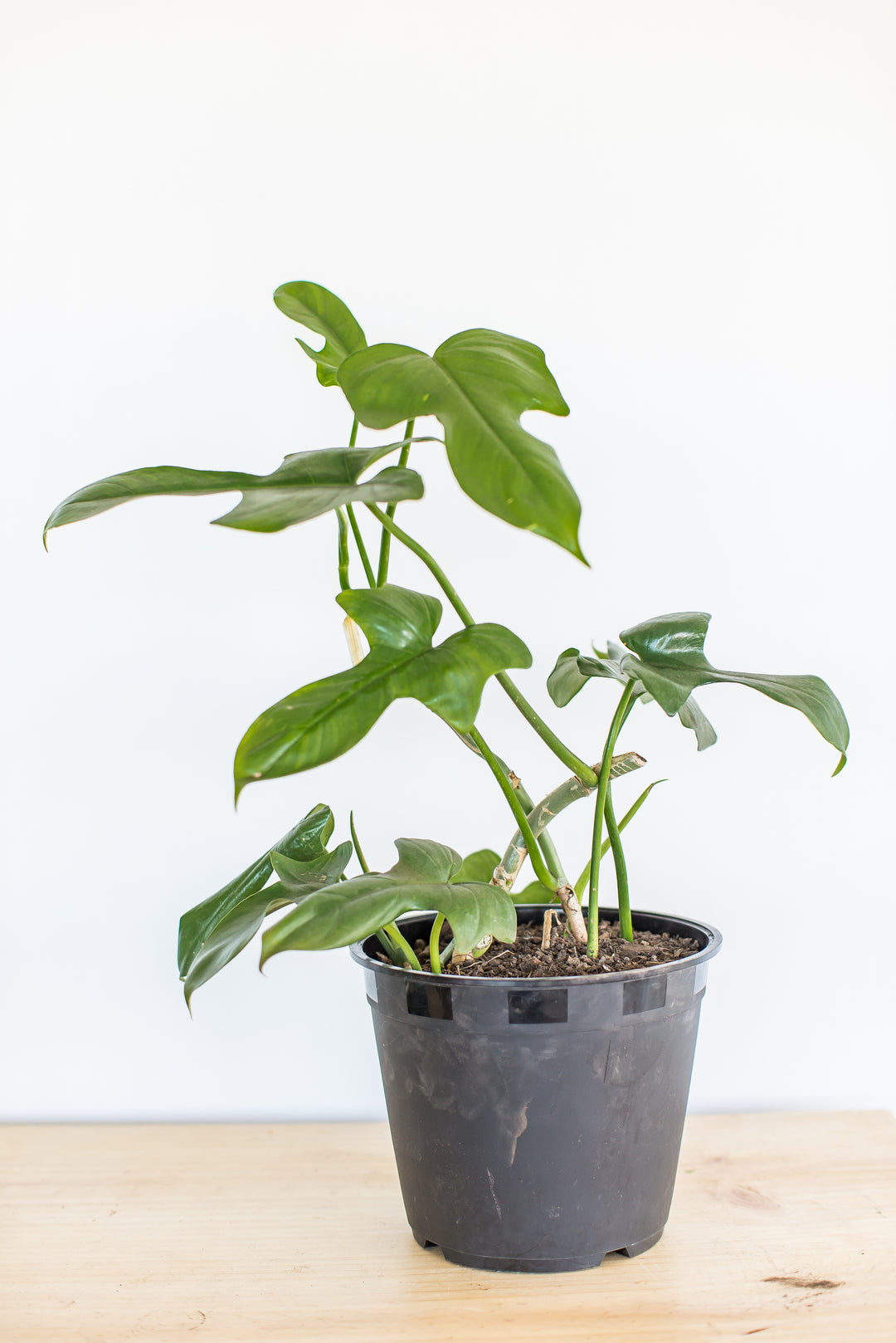 Pancho L (Philodendron Bipennifolium)