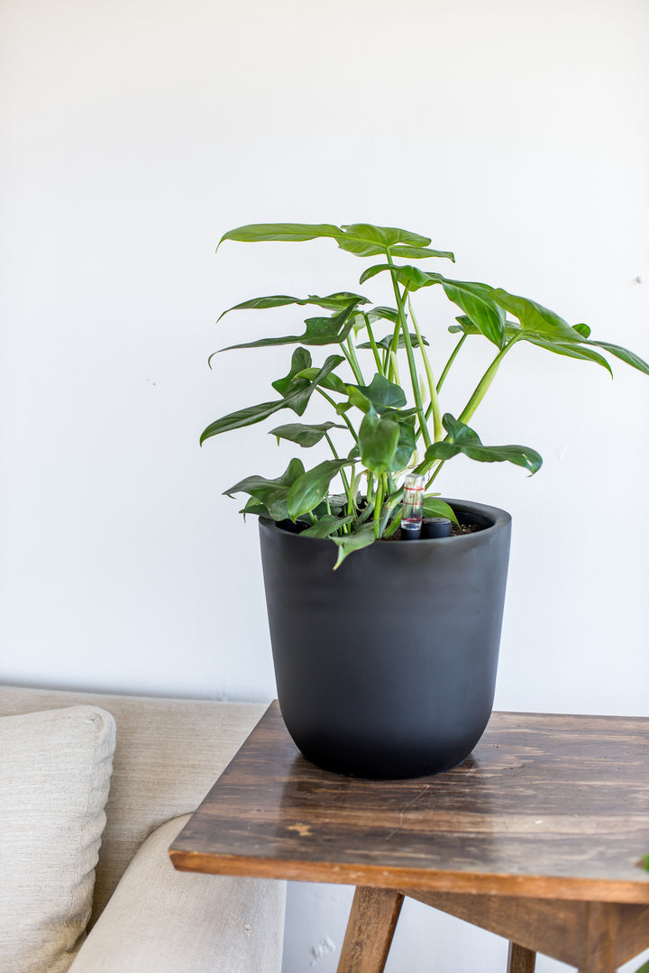 Pancho L (Philodendron Bipennifolium)